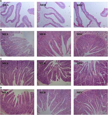 Effects of Dietary Energy Levels on Rumen Fermentation, Gastrointestinal Tract Histology, and Bacterial Community Diversity in Fattening Male Hu Lambs